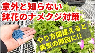 鉢花 プランターのナメクジ対策 駆除の仕方 園芸 ガーデニング ｂｙ園芸チャンネル 232 Youtube