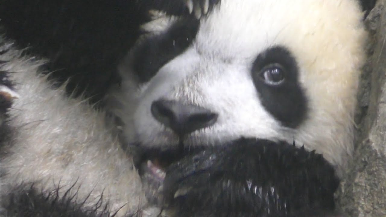 🐾💕Xiao Qi Ji grapples with the Kong after his adorable milkie stupor  *LIVE* on 6/11🍼🐼💫