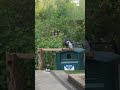 Crow learns how to recycle #shorts