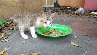 I always save kitten cat they are no mother and no homeless