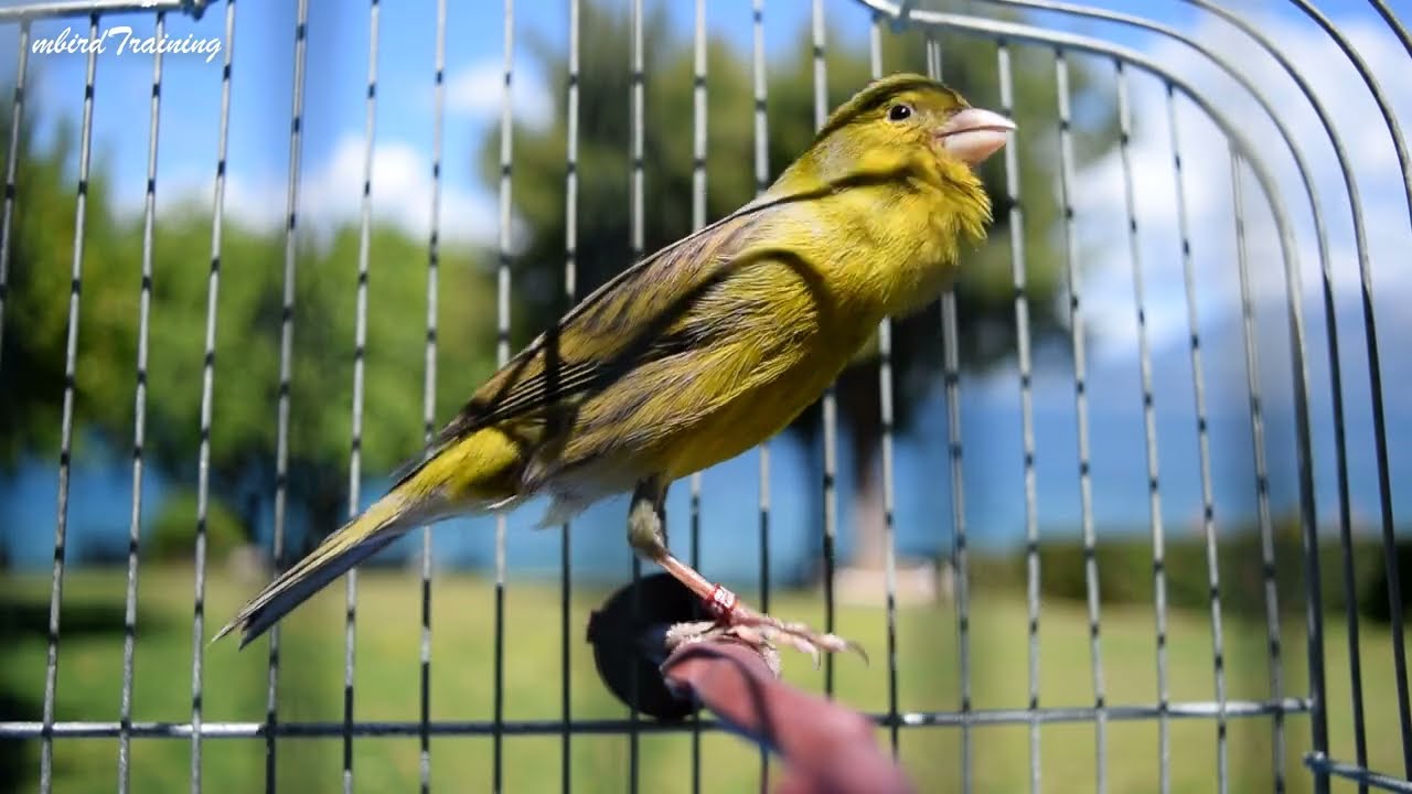 Relaxing Canary Song – Natural Bird Sounds for Peaceful Moments - 1 HOUR