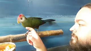 An introduction to the Red crested turaco.