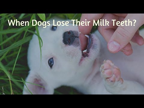 Video: How Dogs Change Teeth