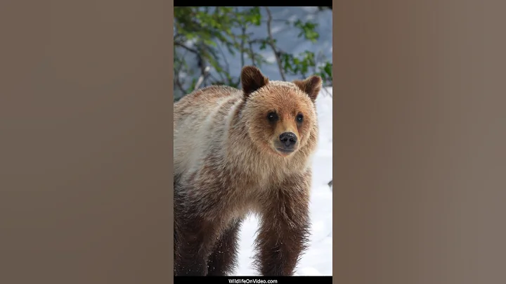 Young Grizzly Bear Out in Snow