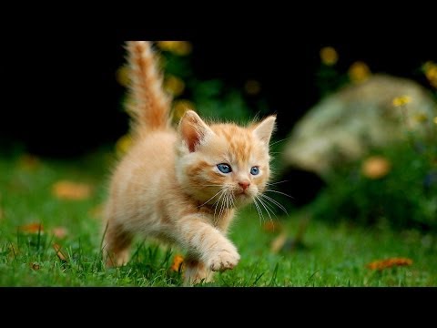 वीडियो: स्पैयिंग या न्यूटियरिंग के बाद बिल्ली की देखभाल कैसे करें
