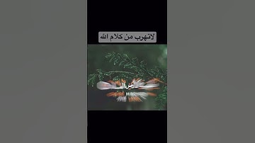 ماشاء الله تلاوة عطرة #viral #القران_الكريم #foryou #explore #follow #fypシ