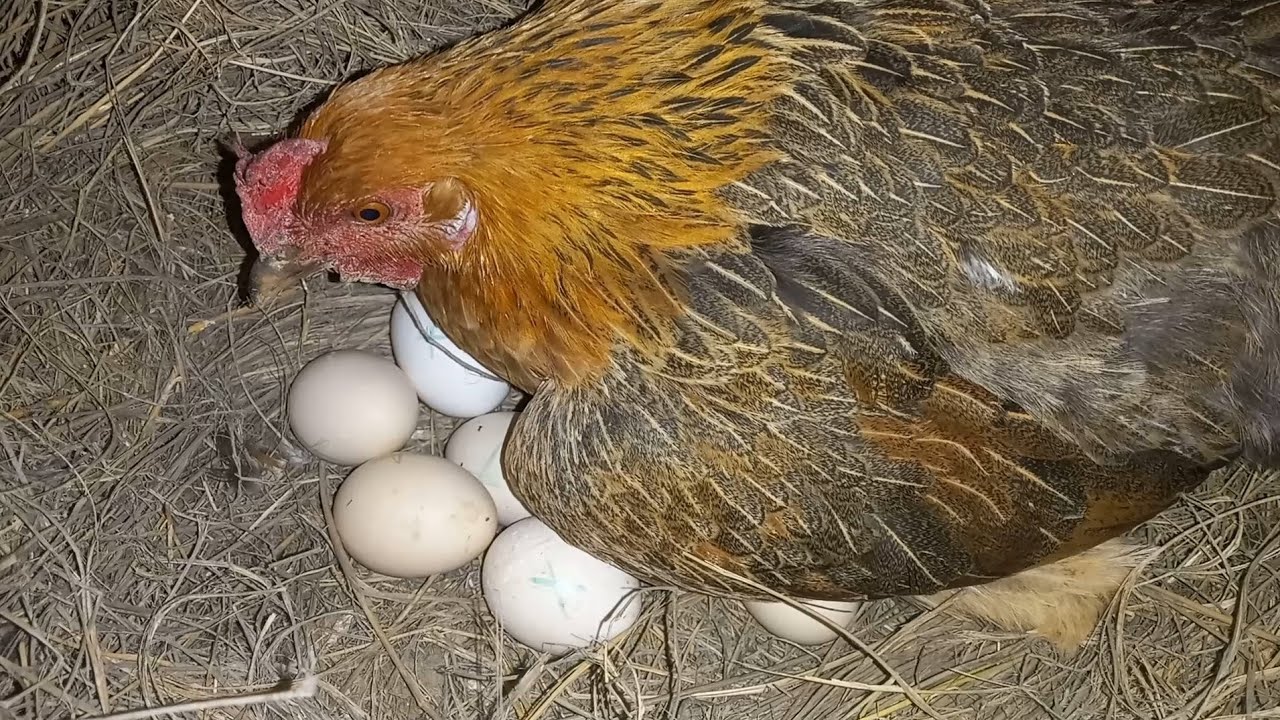 هل يمكن حقا اجبار الدجاجة على حضن و الرقود على البيض😴!؟