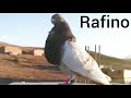 حمام من الجزائر : ذكر الحمام النفاخ الاندلسي الرافينو  pigeon rafino