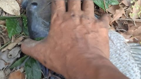 Câu cá rô phi ngay ổ cá phi khũng cong cần rít cước