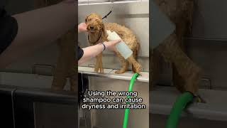 Not all dog shampoos are the same #shorts