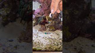 Feeding my AGGRESSIVE shrimp 😳