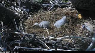 DC Eagle Cam 4-8-17: I'm Making a Break For It