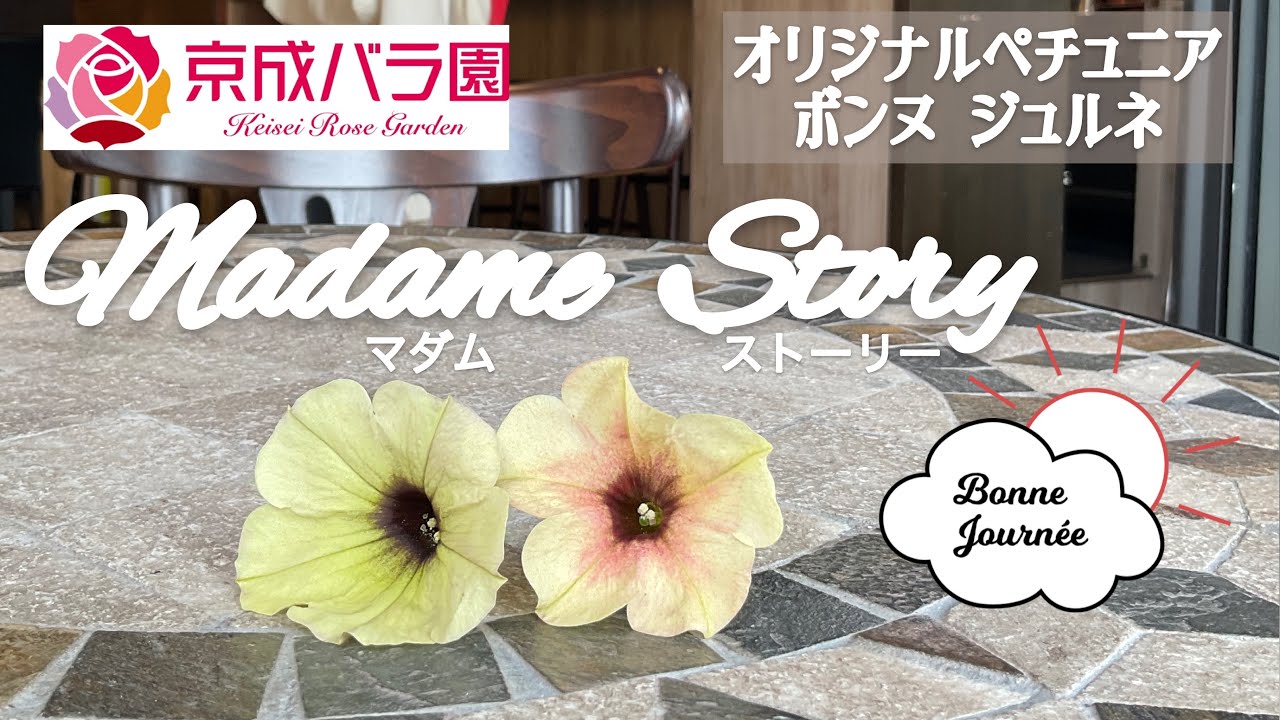 ペチュニア ボンヌ ジュルネ オリジナルペチュニア Je L Ai Rencontre それに出会った 花と出会った新たな生活 Youtube