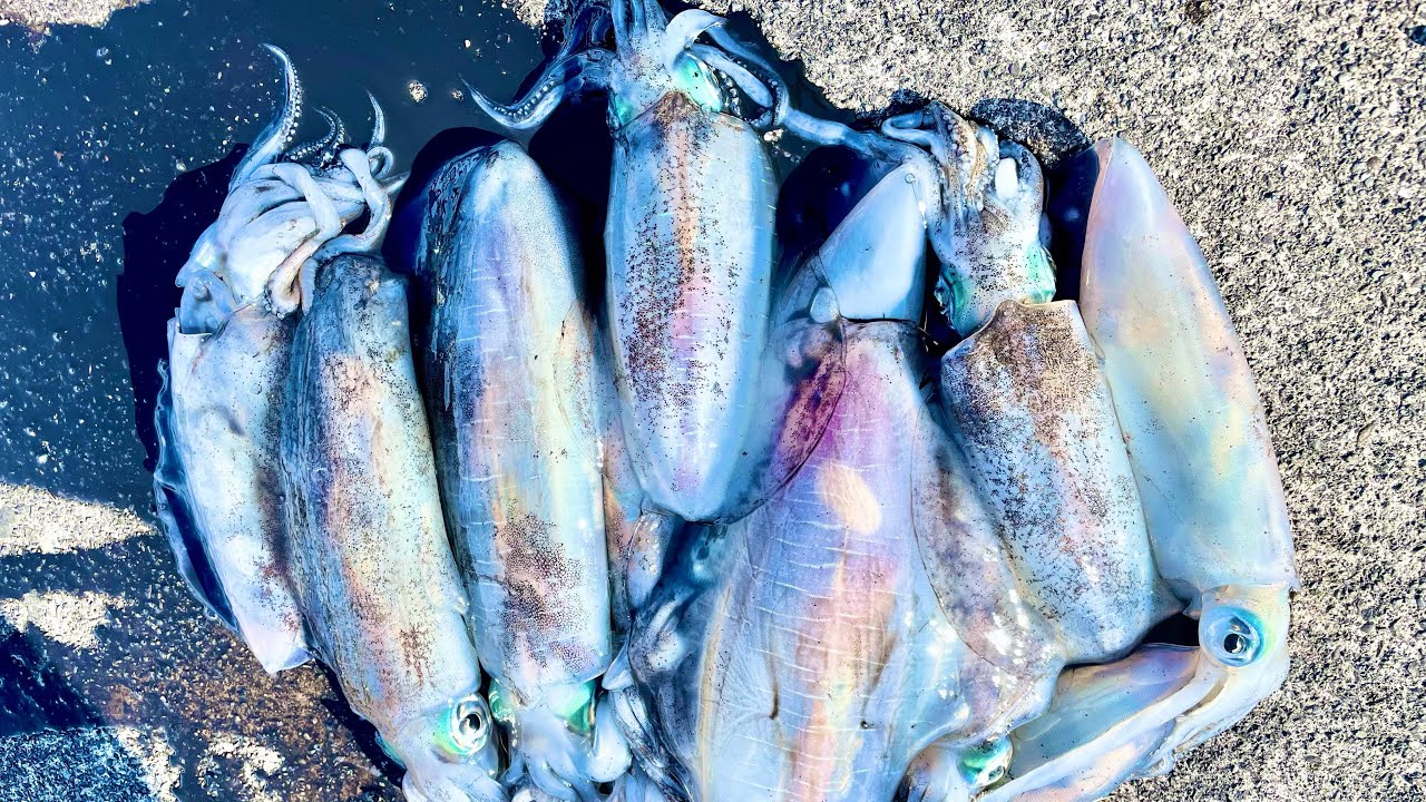 【ヤエン釣り】冬イカ入れ食いshow！in勝浦渡船