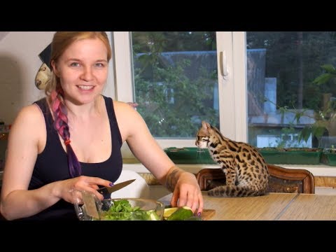 Жизнь с мини-леопардом. Азиатская леопардовая кошка дома.