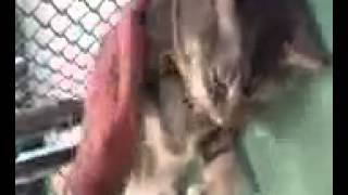ID #150316 URGENT CAT at Lake County Animal Services in Tavares, FL by FriendsofMisfit 8 views 9 years ago 44 seconds