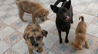 Puppies Say Goodbye to Cat and Have Fun To New Home