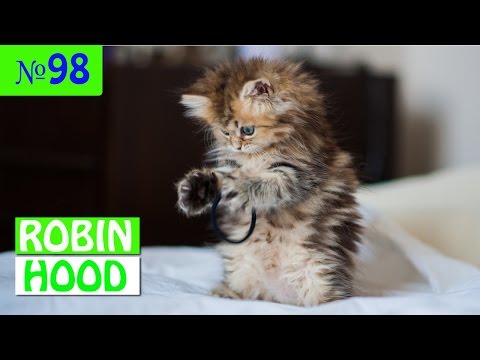 ПРИКОЛЫ 2017 с животными. Смешные Коты, Собаки, Попугаи // Funny Dogs Cats Compilation. Май №98