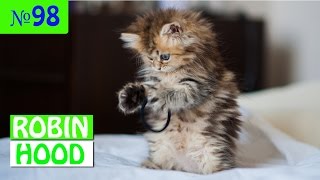 ПРИКОЛЫ 2017 с животными. Смешные Коты, Собаки, Попугаи // Funny Dogs Cats Compilation. Май №98