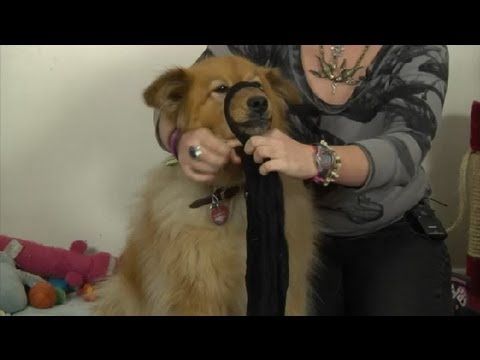 How to Make a Dog Muzzle Out of Panty Hose : How to Domesticate Your Dog