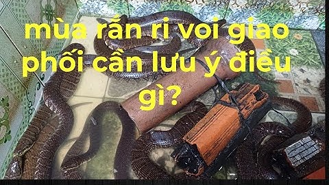mùa rắn ri voi giao phối cần phải lưu  ý những gì.