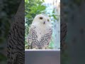 TOP 5 ANIMAIS INCRÍVEIS!