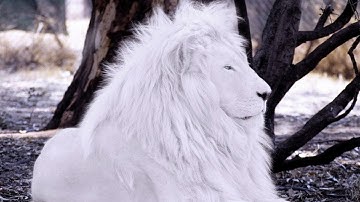 8 Most UNIQUE Lions Around The World!