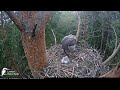 06:18 AM Dawn Provisioning: First Goshawk Feeding Event of the Day! 🌲🍗