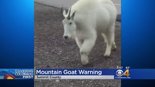 Mountain Goat Warning For Cyclists On Trails