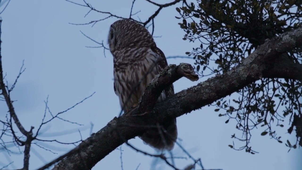 Barred Owl in the backyard of Norton Audubon Hospital!