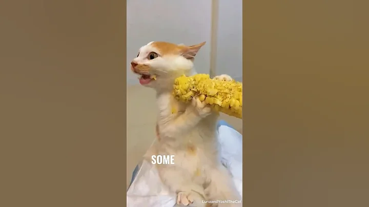 Video 11114281: cat vs cucumber, cat funnycats, kitty's reaction, curious kitty, hilarious kitty, kitty living, funny cat