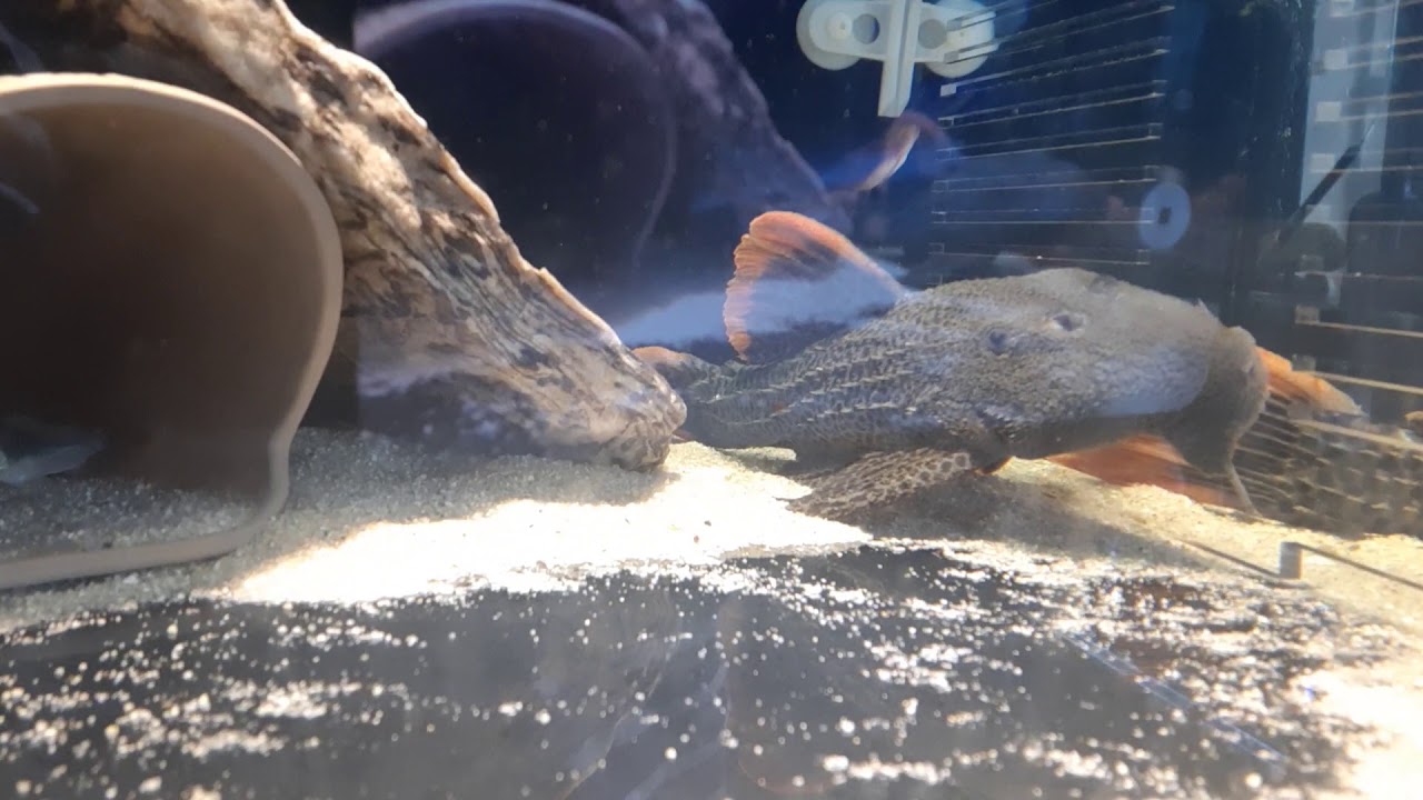 L600 Cactus Pleco pair