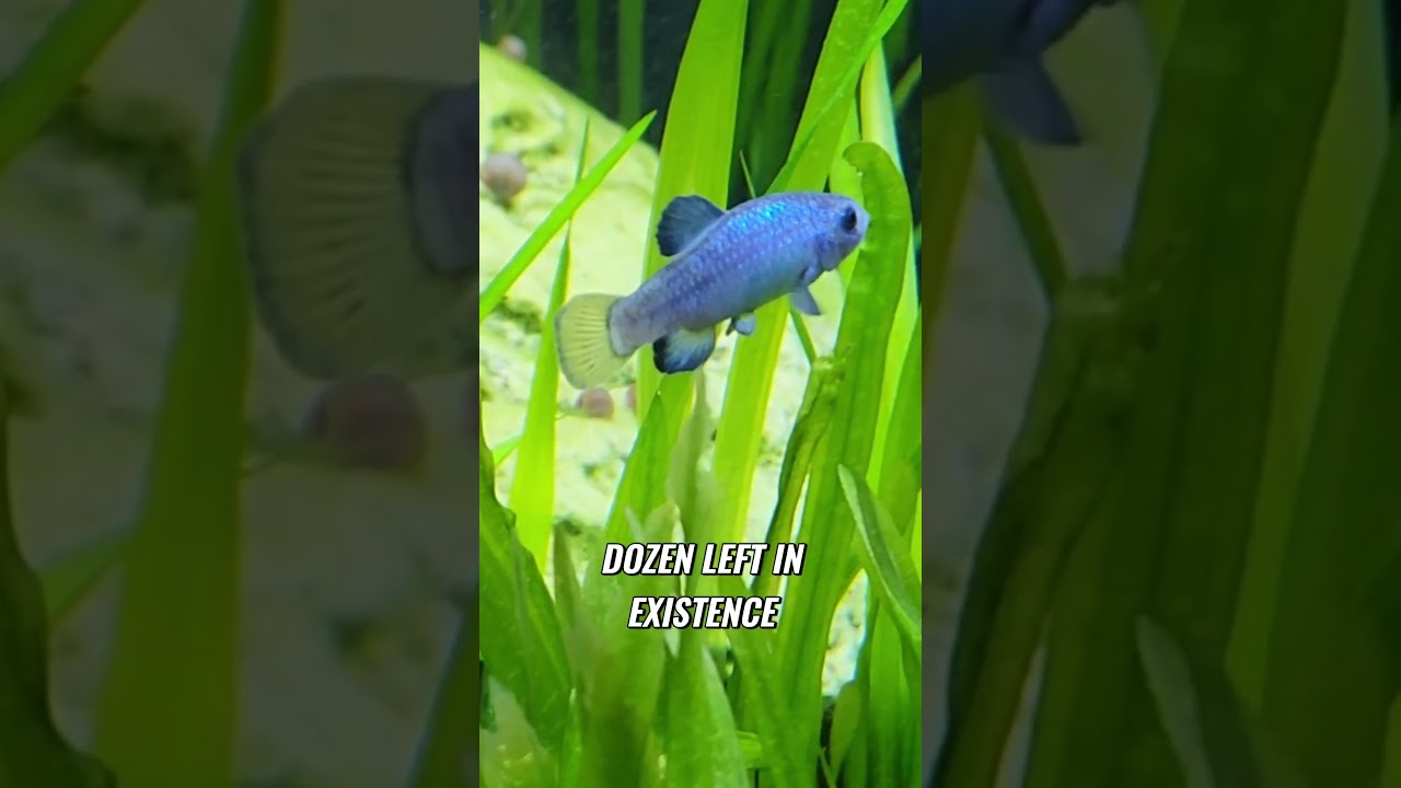 Исследуя Дьявольскую дыру | Секреты исчезающего карпозубого окуня