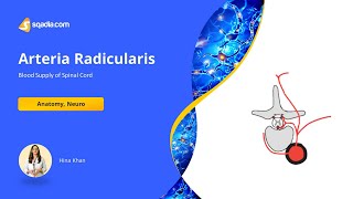 Blood Supply of Spinal Cord - Arteria Radicularis