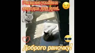 Кот, котята, кошки. #cat #прикол #funny #юмор #спорт