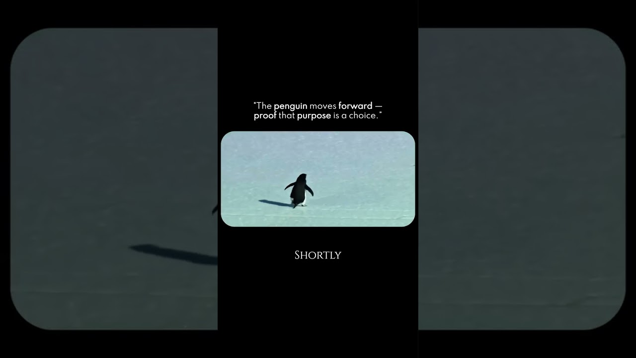 Lost, but still walking. That's the story of life.🐧Lost, but still walking. That's the story of life