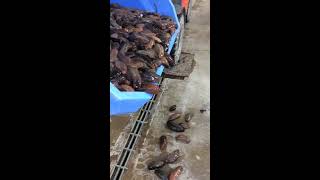 Oozing Orange-footed Sea Cucumbers in Maine