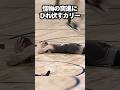 ヤニスの突進にひれ伏すカリーw #shorts