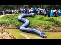 दुनिया के 10 सबसे बड़े सांप अच्छा हुआ पकड़े गए / Top 10 Biggest Snakes In The World