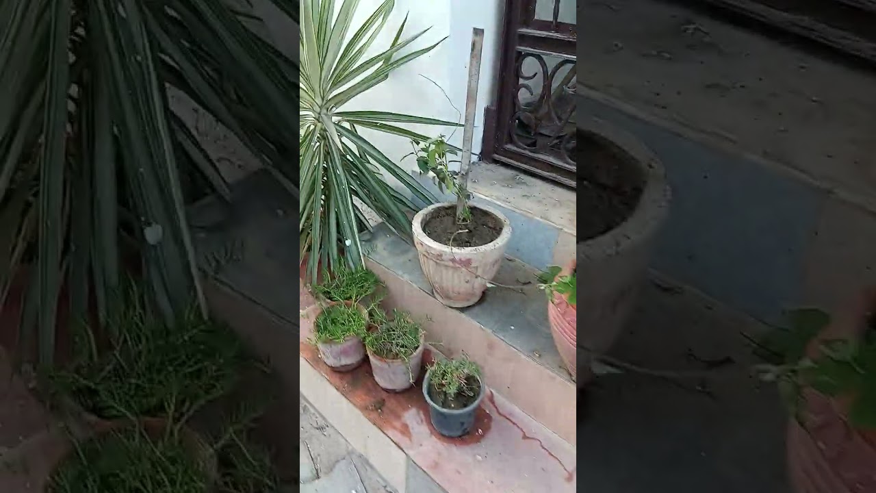 SUGAR PLANT S GUDMAR AND ENSULIN PLANT🌱