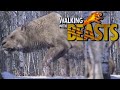 Walking With Beasts 2001 Eurasian Cave Lion Screen Time 