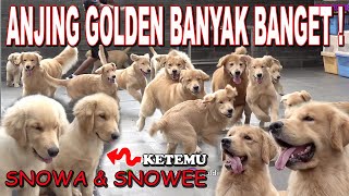 ANJING GOLDEN TERBANYAK SENUSANTARA  KETEMU SNOWA SNOWEE SUPER PENURUT