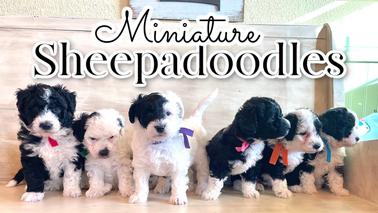 F1b Miniature Sheepadoodle Puppies || Pearl & Kevin || picking video ...
