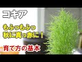 コキアの育て方　超簡単！ひたち海浜公園みたいな真っ赤に紅葉するひと鉢をわが家で作ろう！