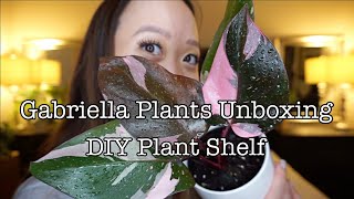 PINK PRINCESS PHILODENDRON UNBOXING | GABRIELLA PLANTS