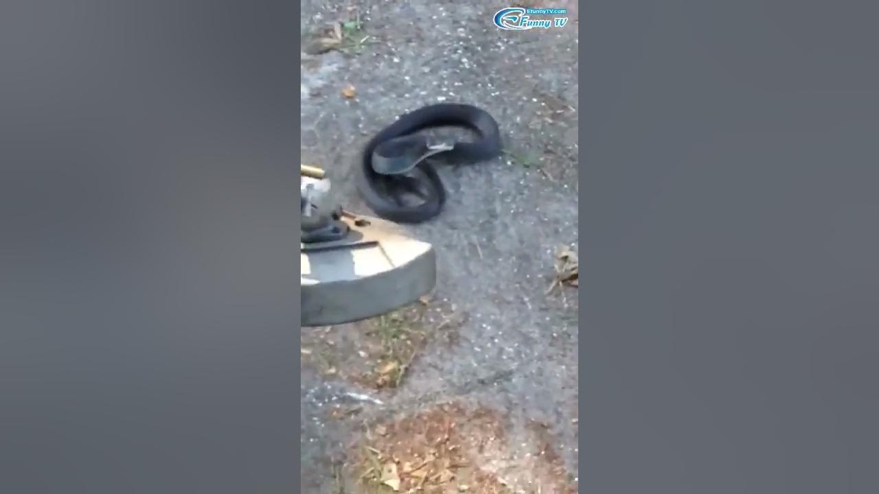 Most Dangerous Snake Attacks - YouTube