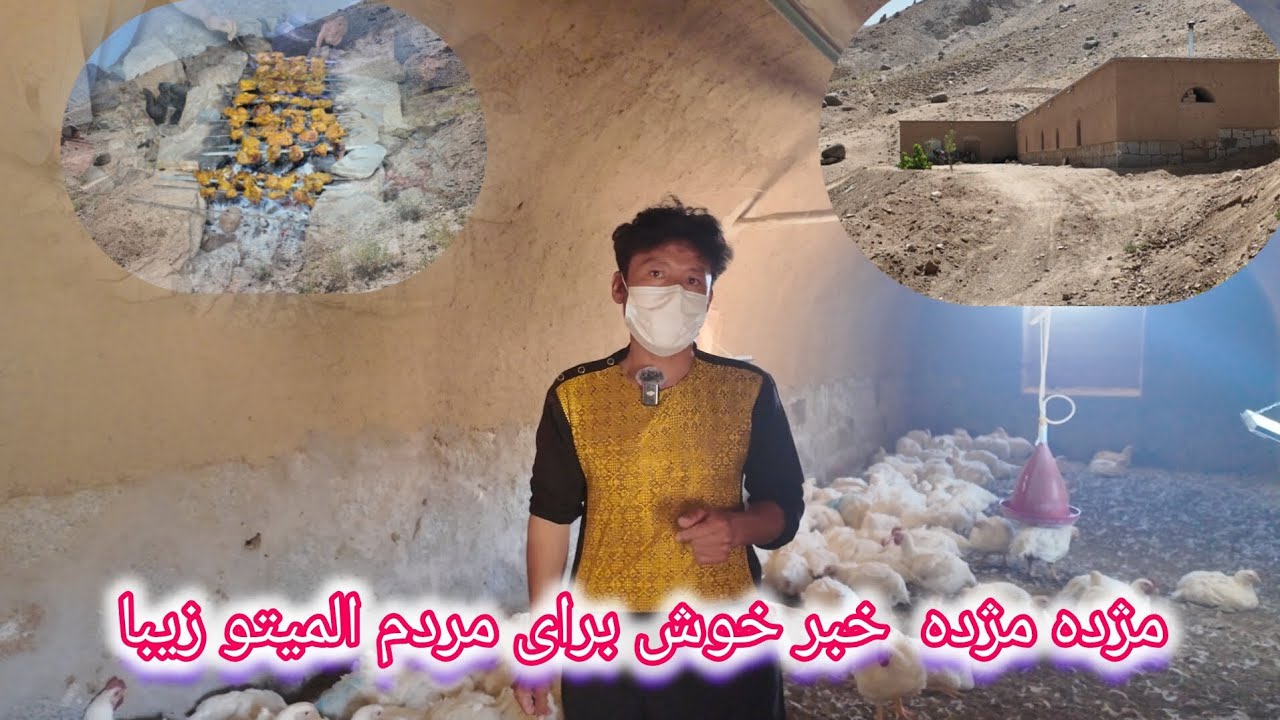 اولین فارم مرغ در المیتو جاغوری -توسط جوان پرتلاش آقای رحمت الله یوسفی #المیتو #المیتو_نوین #جاغوری 