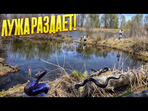 ЭТА ЛУЖА КИШИТ КАРАСЯМИ! ОПАСНЫЕ ЗМЕИ ШИПЯТ И ЛЕЗУТ К НАМ! Карась на поплавок - лучшая рыбалка!