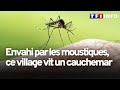 Ref:S48ConKUmlQ Moustiques, quand l'invasion vire au cauchemar