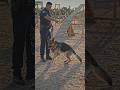 Elite K9 Training Session Caught On Camera #shorts